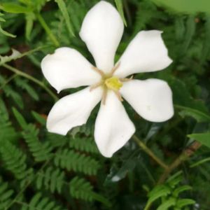 素花如纸