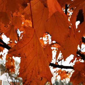 Otro Día en las Sombras