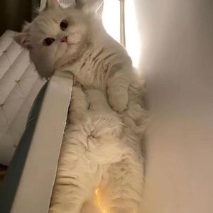 粉色苏打{cover安全着陆/木秦}