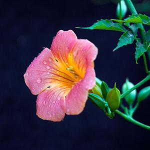 夜色静好（八音盒）