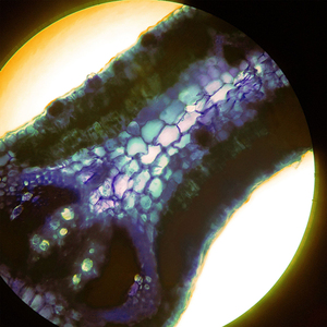 Panspermia