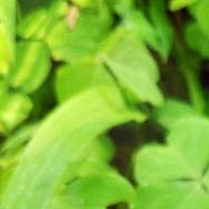 唯一不变的思念