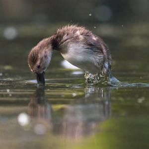 成都（cover赵雷）