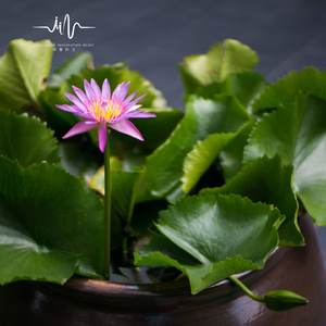 有道之行 (洗涤心灵排箫曲)