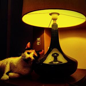 杰瑞与汤姆摇着彩虹飞船去旅行