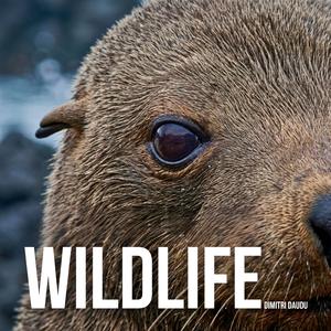 Wildlife (Main Theme)