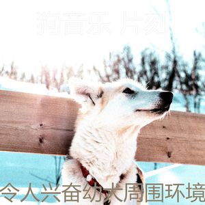 一尘不染训练犬印象数