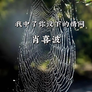 我中了你设下的情网