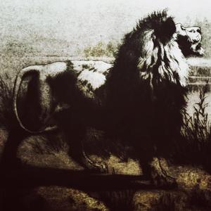 Raging Roaring Lions