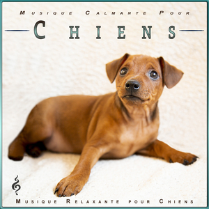Musique Calmante Pour Chiens