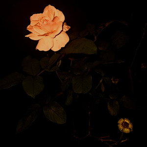 idealização em excesso pode ser prejudicial