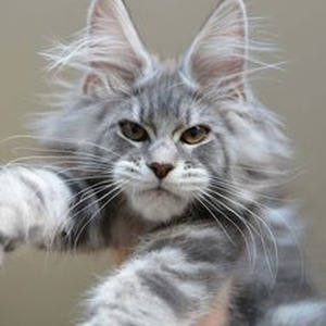 Mera Montage (sped up)