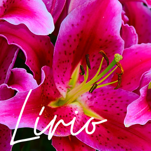 Lírio