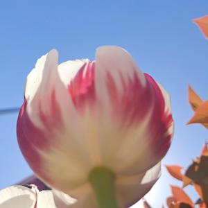 不忘初心 （合唱）