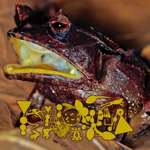 Enucleated Erythrocytes