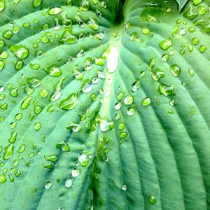 Biomimicry