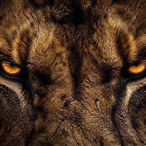 REIGN