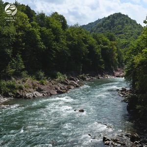 La Melodía De Los Ríos En El Bosque