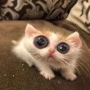 lady killers ii (slowed)