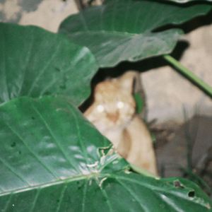 透明对白（Cover 曹方）