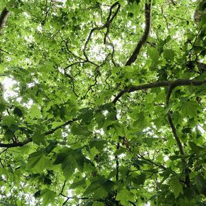 多情无情（《当家主母》片尾曲）