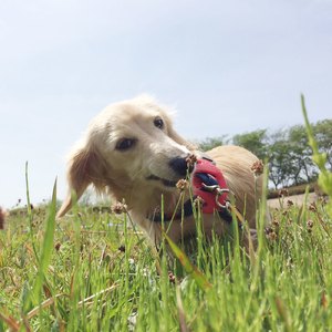 ハダカ以上無理だ