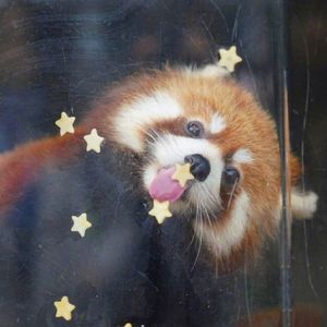 小星星 口琴ver.