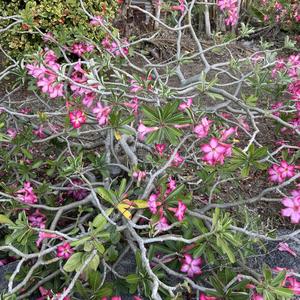 Sankhara, Vol. 2 (투명함)