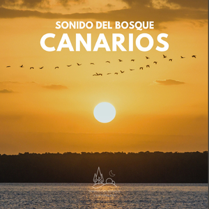 Sonido del Bosque: Canarios (26)