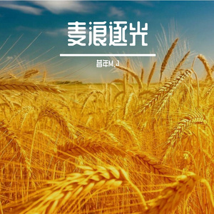 麦浪逐光-歌声