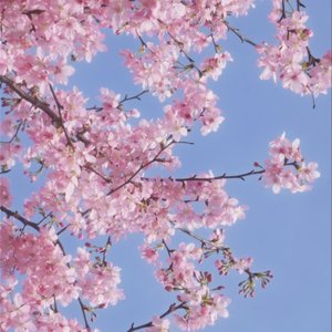 夏目漱石(闵三版)