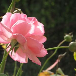 二十七 （Let It Be）Demo