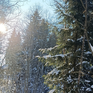 Очей звёзд холодный свет