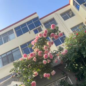 还能说些什么呢