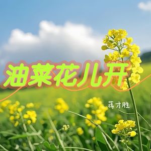 油菜花儿开