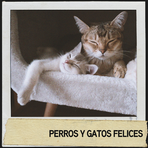 Ondas conscientes para perros