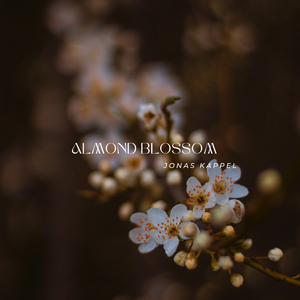 Almond Blossom