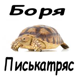 Клитор черепахи