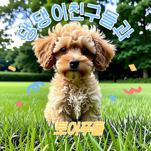 댕댕이 친구들과 토이푸들