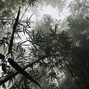 偏岸