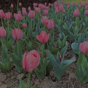 上了年纪的男人