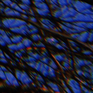 Всеобщий крик