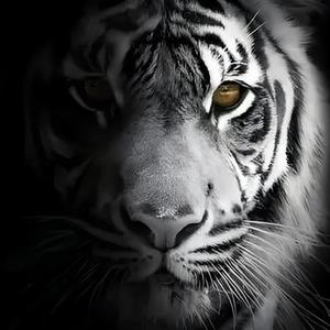 Constriction (虎视眈眈)