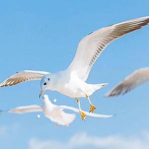 随外师生永同心-朱妍儿