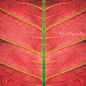 Yoga Soundtrack (Asana 1)