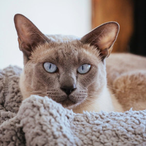 Peaceful Tunes for Cats