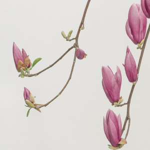 바흐: 평균율 클라이버 곡집 1권, BWV 846-869: 1. Prelude in C Major, BWV 846