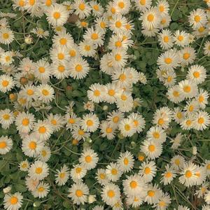 一一-一起吹过晚风的街（子锦 remix）