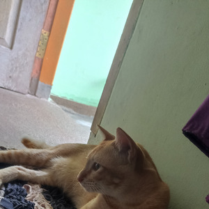 Tekanan Malam