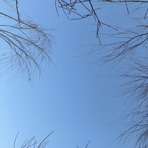 《雪人》（钢琴实录）